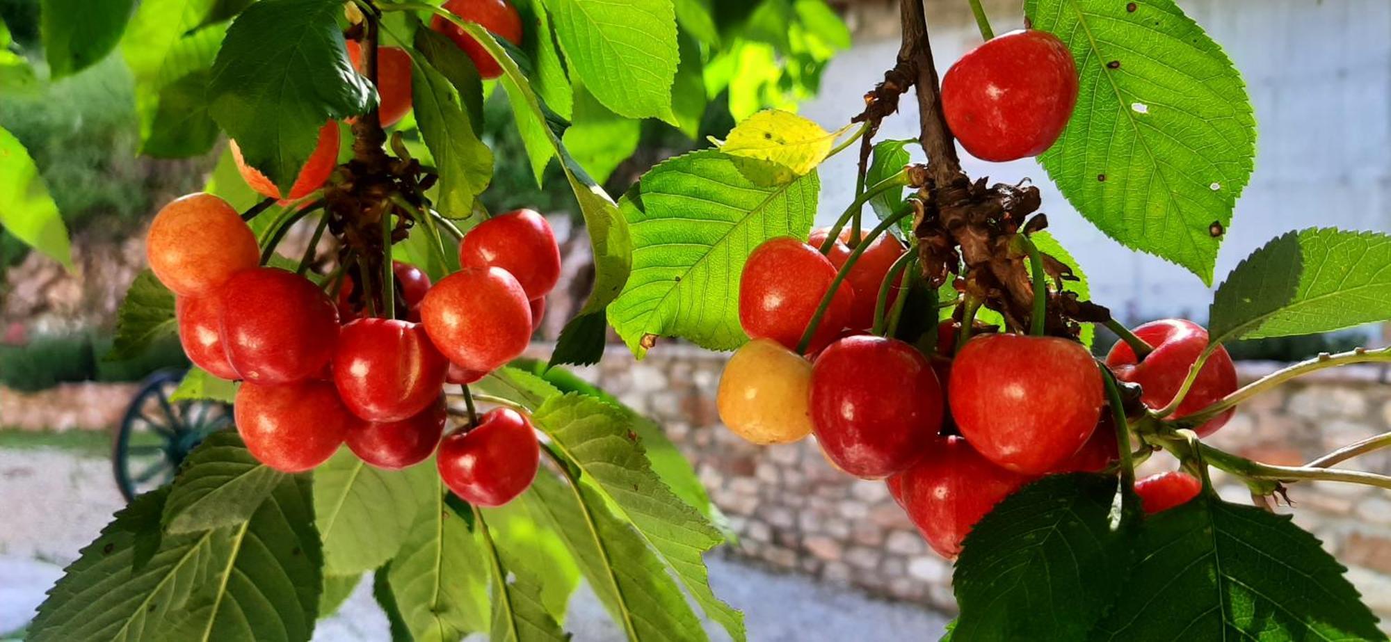 B&B Dell'Osteria Sant'Anatolia di Narco Ngoại thất bức ảnh